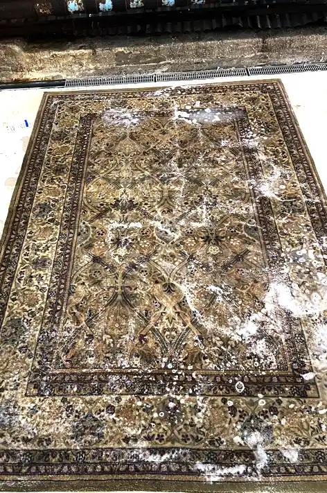 Rug Pet Stain Removal Services Miami